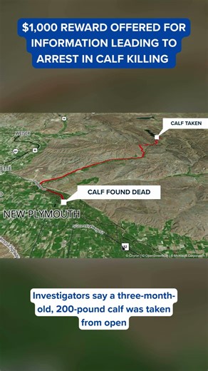 Idaho State Police investigating dead, mutilated calf