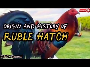 Origin and History of Ruble Hatch Bloodline Chickens#chicken #rooster #gallos #gamefowl