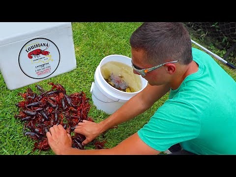 Stocking My Ponds With Live CRAWFISH!! 🦞