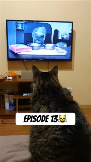MY CAT VS THE NEIGHBORS | Episode 13 Spy Cat: Episode 13. He’s watching them again