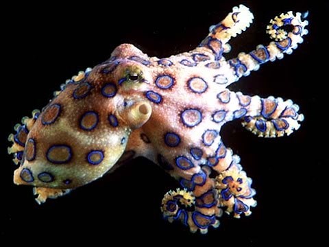 Octopus: Beautiful Ocean Creatures - Nature Documentary