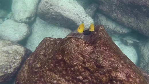 Shell Island Jetties are thriving with beautiful wildlife in Panama City. Come check it out this spring and summer with Shell Island Dolphin Tours LLC for the best snorkeling and dolphin tour experience! | Shell Island Dolphin Tours LLC