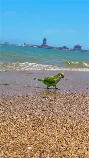 pets birds (@hammadahmadzahidi)’s video of Cute Bird