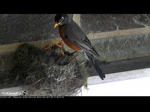 Male Robin Brings Worms, Removes Fecal Sacs – May 15, 2017