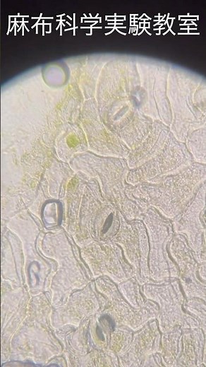 Observing #stomata on #leaves with a #microscope: 3rd grade: Science experiment [Azabu Science Ex...