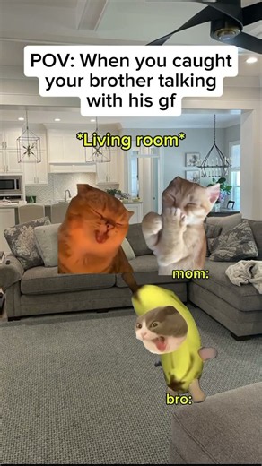 CAT MEMES 😺 When you caught your brother talking with his gf #catmemes #relatable #relationship