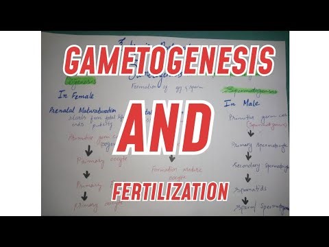 Gametogenesis and fertilization | embryonic development |embryology| lecture by Dr Ayesha