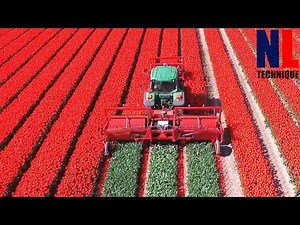 The Story of The Tulips - From Planting to Harvest Process With Modern Machines