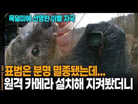 The mysterious death of a deer trapped in a labyrinth... Remote cameras were installed to monitor...