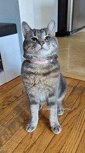 Challenge accepted. The Bambi Plushie campaign launches August 8th!!! This is your chance to adopt your very own mini Bambi. A portion of the profits will be donated to a local cat rescue helping real-life cats in need. #Bambi #BambiPlushie #PlushieDrop #ChallengeAccepted #Queen #CHCat #AdoptDontShop | Bambi.Jerrythepanda