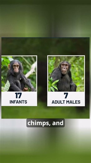 Ngogo chimpanzees in brutal silent war 🐒