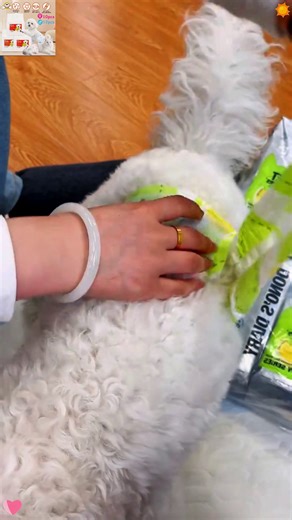 The Ultimate Guide to Pet Diapers for Cats
