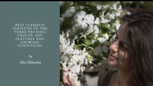 Alla Olkhovska on Clematis