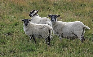 Understanding How Animals Make Seasonal Adaptations | Genetics And Genomics