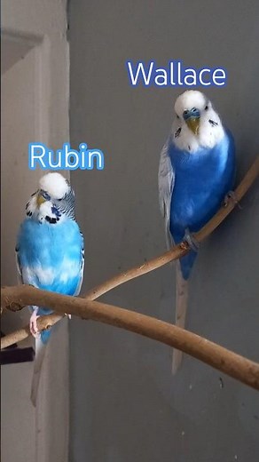 Two pretty parakeets right in the peak of their prime!!!