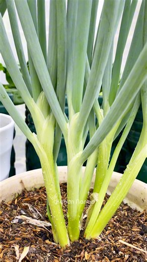 Easy way to plant leeks #kebunnanad #fypreels #planting #gardeningtips #tomatoes #way #easy #planting #Leeks | Kebun Nanad