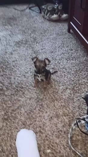 Carrie Dee and Busta on TikTok