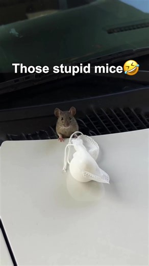 Effective Rodent Control Without Harm