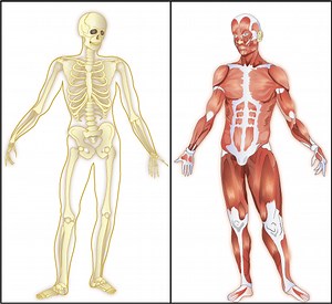 Muscular/Skeletal System