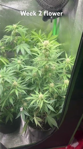 Week 2 flower