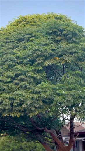 AB fami🇪🇹🇪🇷 (@ab_fami)’s videos with original sound - AB fami🇪🇹🇪🇷