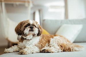 Shih Tzu Haircut Face Styles: How To Cut A Shih Tzu's Hair Between Its Eyes - Cuteness