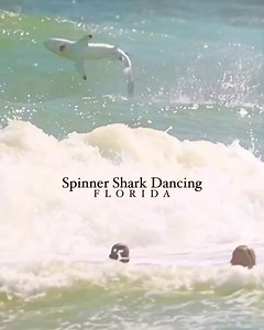 12K views · 448 reactions | The rare Florida sharknado. Stay safe out there. | The Space Coast Rocket | Facebook