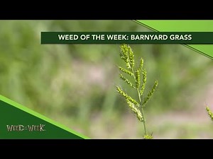 Weed of the Week #1129 Barnyard Grass (Air Date 11-24-19)