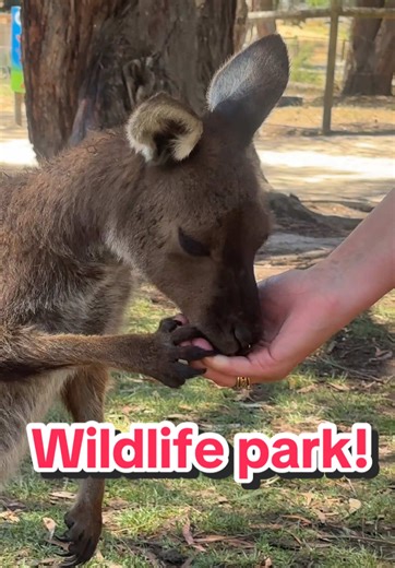 Exploring Joey Kangaroos in Australia's Wildlife