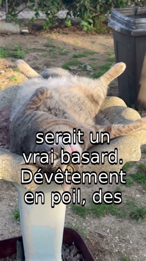 Quand le Chat Devient Couturier ! 😂