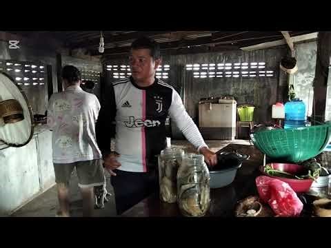 The fermentation process of large-scale fermented fish.