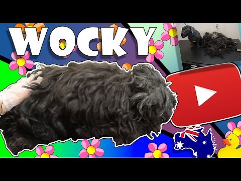 Worst Matted Dog! PART 1 of 2. We found Wocky under all this poop, matted hair, mud and sticks.