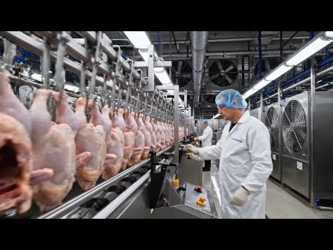 Inside the Modern Poultry Processing Factory