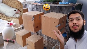 Java Sparrow Breeding Progress | Kashif Khan Aseel