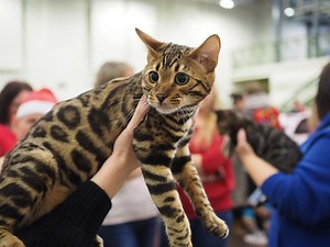 Te koty rasowe kochają Polacy! To najpiękniejsze koty rasowe