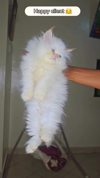 Beat feeling ever 🥰 #persiancatkenya #himalayancatkenya #dogskenya #catskenya #fypシ