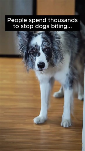 My dog has a serious biting problem.