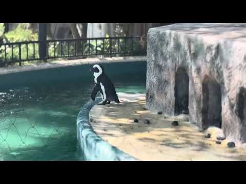 #ペンギン #ペンギンの島 #ペンギンの巣 #ペンギンメイト #ペンギン兄弟 #癒し #癒し動画 #癒し系動画 #癒し系vtuber #癒しの時間 #いやされる #いやされたい #かわいい #動物