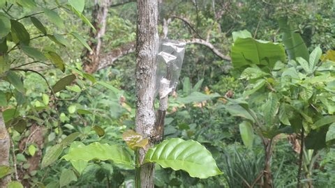 clip-4004745003-failed-grafting-attempt-on-coffee-tree-where