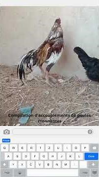 Compilation d'accouplements de poules étonnantes😂#viral #shorts_video_2025 #rooster #murga #chicken