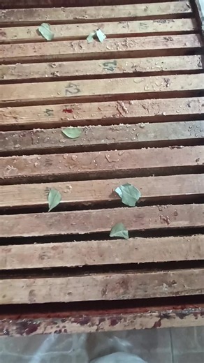 How I Protect Beehive Frames from Moths and Mice (Winter & Summer)