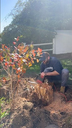DIY Stump Removal - Electric Chain Saw.
