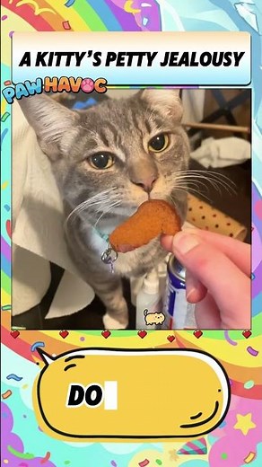 A kitty’s petty jealousy #cat #pets #funny #funnycats
