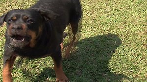 ferocious german rottweiler dog barking in India