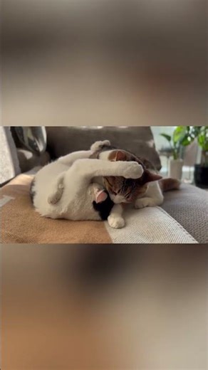 Funniest 10 Seconds of a Cat You’ll See Today 😹💛