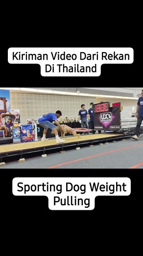 Weight Pulling Pitbull | Beben Bull House