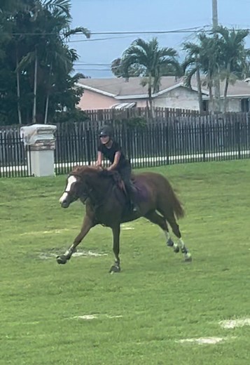 i can't tell yall i feel dumb 💔 my vote is extended canter #fyp #foryou #CapCut #viral #horse #thoroughbred #gallop