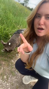 Breed bans totally work 🙄 | Maggiepotamus