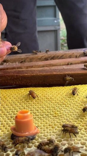 Introducing the Queen 🐝 | Safely into a New Hive