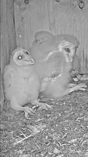 Pure Wildlife Joy 🥹 Three Fluffy Owlets!